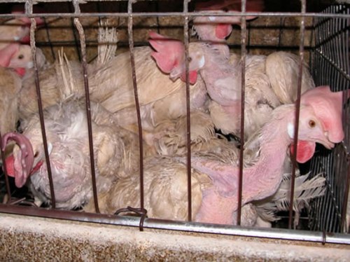 Animal_Abuse_Battery_Cage_01 Animal_Abuse_Battery_Cage_01