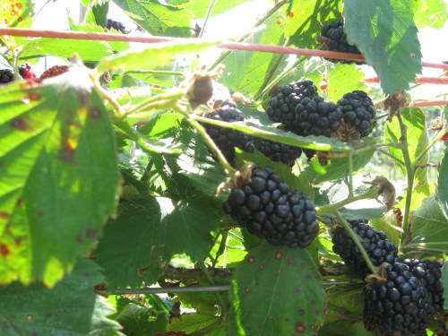 Berry Picking 016 Berry Picking 016