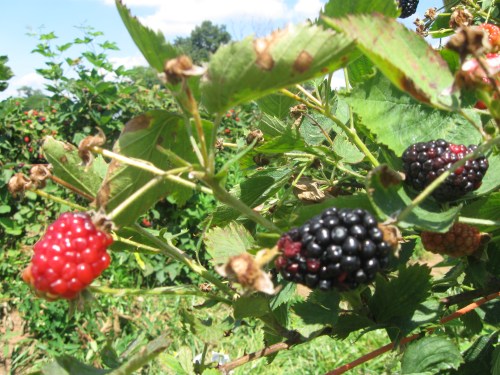 Berry Picking 017 Berry Picking 017