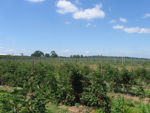 Berry Picking 018 Berry Picking 018