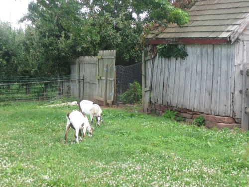 Berry Picking 026 Goats!