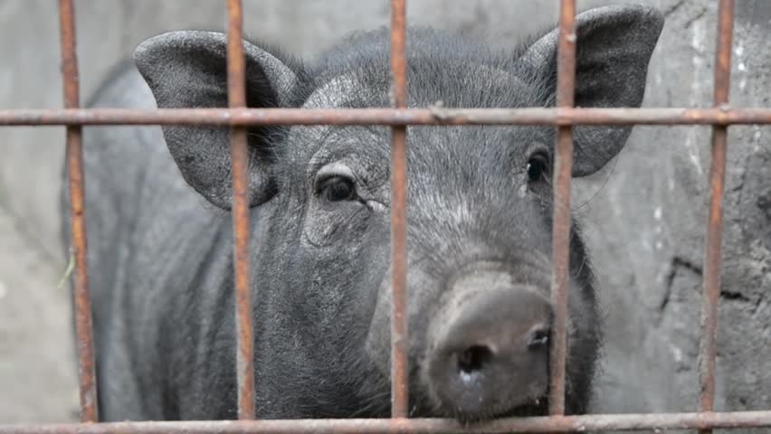 pig